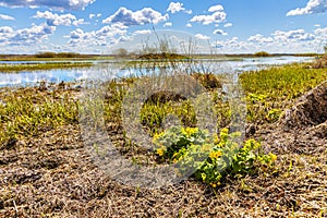 Biebrza river valley wetlands and nature reserve landscape with marsh-marigold flowers in Burzyn village in Poland