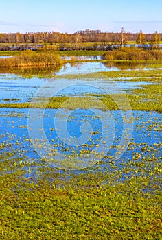 Próximamente primavera de un rio el valle humedales flores en municipio más cercano en polonia 