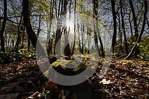 EARLY SPRING IN THE PARK