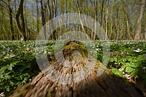 EARLY SPRING IN THE PARK