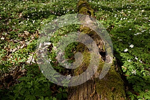 EARLY SPRING IN THE PARK