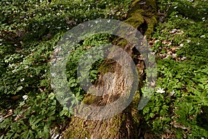 EARLY SPRING IN THE PARK