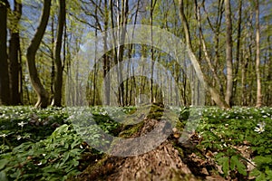 EARLY SPRING IN THE PARK