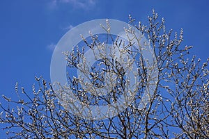 Early spring photo, willow branches with young white fluffy sprouts blossom against blue sky