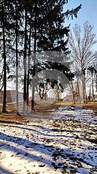 Early spring picture in the forest