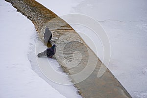 In early spring, pigeons drink water