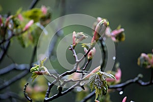 Early spring, before the pink blossom