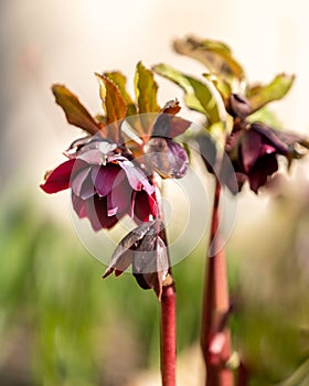 Early Spring Plant Hellebore Helleborus Caucasicus Primrose With Flowers. Winter rose. Christmas rose. Lenten rose.