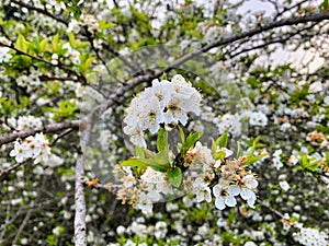 White plum blossoms. Spring begins