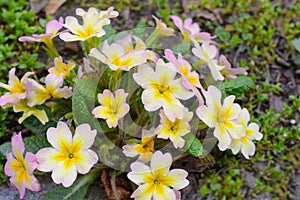 Early spring: Primroses in natural environment.