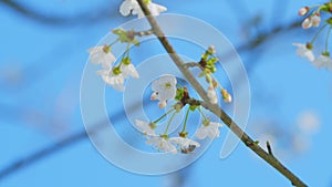 Early Spring. Prunus Avium Flowering Cherry And The Bee Find And Get Nectar. Blooming Sweet Cherry Tree In Spring.