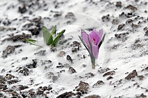 Early spring purple crocus bloom, but suddenly he returned to th