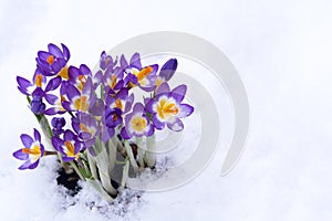 Early spring purple Crocus in snow photo