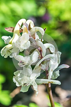 Předjaří vstavač nachový (Orchis mascula albin). Ve slovenském lese jarní slunce