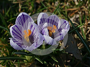 Early Spring Purple Striped Crocus Flowers with Bright Orange Stamen