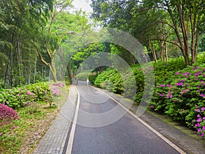 Early spring scenery of Moshan Rhododendron Garden in East Lake, Wuhan, Hubei, China