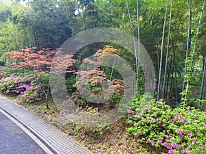 Early spring scenery of Moshan Rhododendron Garden in East Lake, Wuhan, Hubei, China