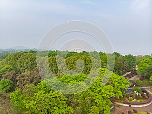 Early spring scenery of Moshan Rhododendron Garden in East Lake, Wuhan, Hubei, China