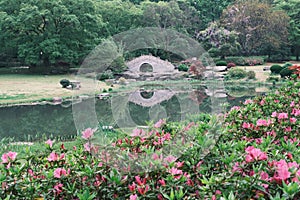 Early spring scenery of Moshan Rhododendron Garden in East Lake, Wuhan, Hubei, China