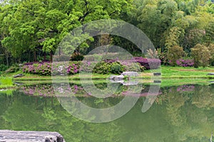 Early spring scenery of Moshan Rhododendron Garden in East Lake, Wuhan, Hubei, China