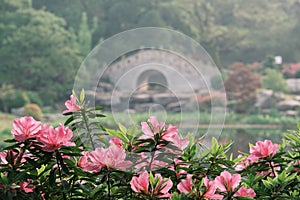 Early spring scenery of Moshan Rhododendron Garden in East Lake, Wuhan, Hubei, China