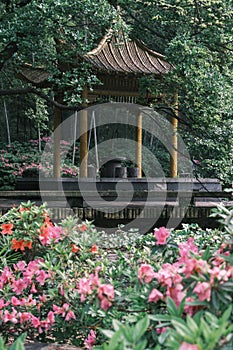 Early spring scenery of Moshan Rhododendron Garden in East Lake, Wuhan, Hubei, China