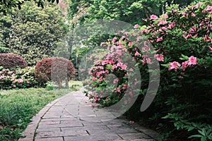 Early spring scenery of Moshan Rhododendron Garden in East Lake, Wuhan, Hubei, China