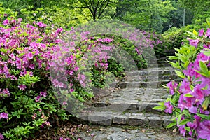 Early spring scenery of Moshan Rhododendron Garden in East Lake, Wuhan, Hubei, China