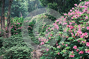 Early spring scenery of Moshan Rhododendron Garden in East Lake, Wuhan, Hubei, China
