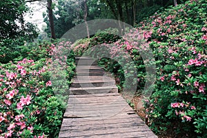 Early spring scenery of Moshan Rhododendron Garden in East Lake, Wuhan, Hubei, China