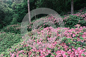 Early spring scenery of Moshan Rhododendron Garden in East Lake, Wuhan, Hubei, China