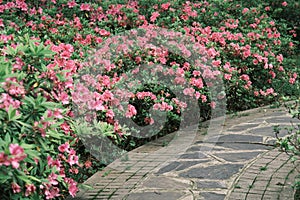 Early spring scenery of Moshan Rhododendron Garden in East Lake, Wuhan, Hubei, China