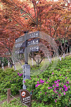 Early spring scenery of Moshan Rhododendron Garden in East Lake, Wuhan, Hubei, China