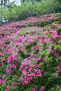 Early spring scenery of Moshan Rhododendron Garden in East Lake, Wuhan, Hubei, China