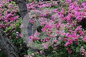 Early spring scenery of Moshan Rhododendron Garden in East Lake, Wuhan, Hubei, China