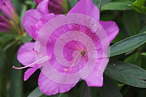 Early spring scenery of Moshan Rhododendron Garden in East Lake, Wuhan, Hubei, China