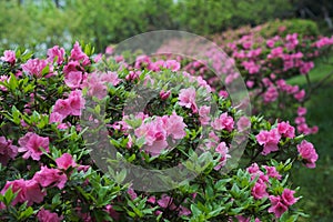 Early spring scenery of Moshan Rhododendron Garden in East Lake, Wuhan, Hubei, China