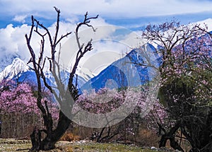 The early spring scenery of the Qinghai Tibet Plateau