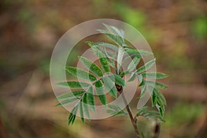 Early spring shoots with tiny leaves on fuzzy forest light lilac background