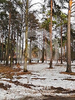 Early spring. Snow-covered pine tree forest on a clear sunny day. Latvia