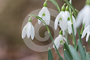 Early Spring snow drop flowers bloom