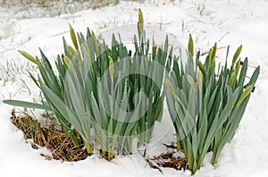 early Spring snow on green shoots and buds of yellow Daffodils