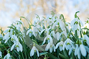 Early spring snowdrops Galanthus nivalis. Soft selective focus