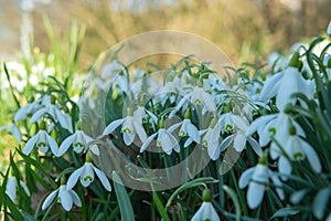 Early spring snowdrops Galanthus nivalis. Soft selective focus