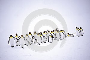 A group of King Penguins, South Georgia Island photo