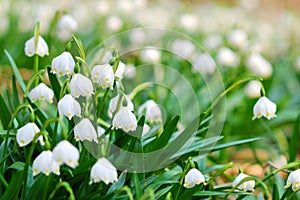 Early spring snowflake flowers