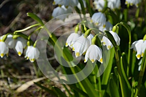 Early spring snowflake flowers in march