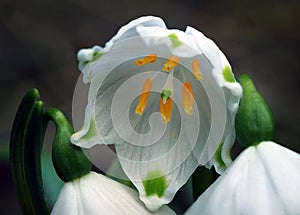 Early spring snowflake flowers in march, leucojum vernum