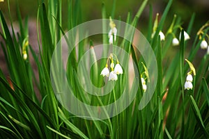 Early spring snowflake flowers in march, leucojum vernum, group in a spring bedding