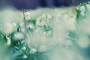 Early spring snowflake flowers